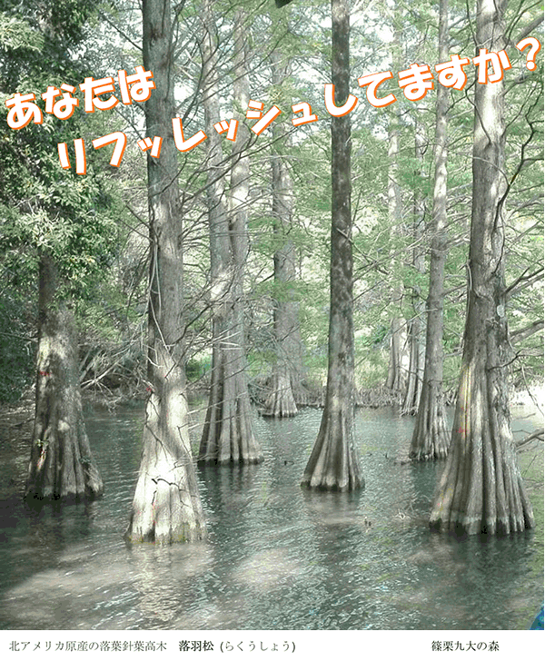 ヘッドピクチャー